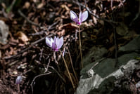Hiking Lousios Gorge 9