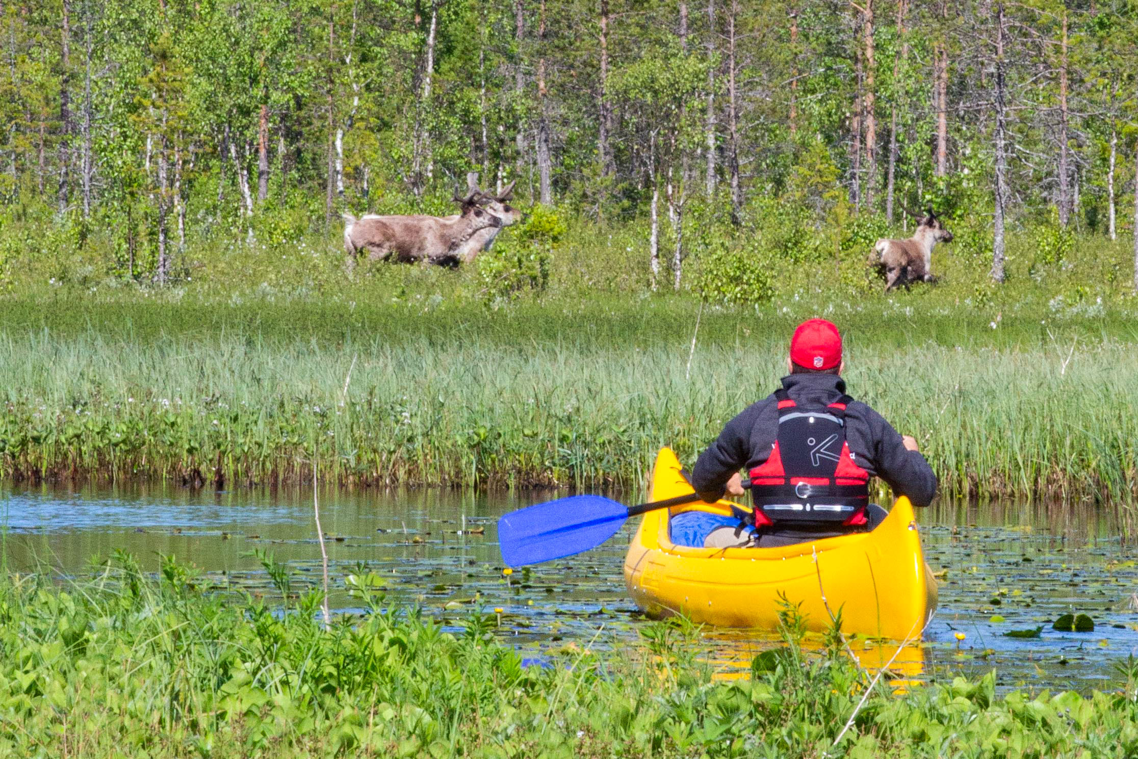 Watching the reindeer from the canoe