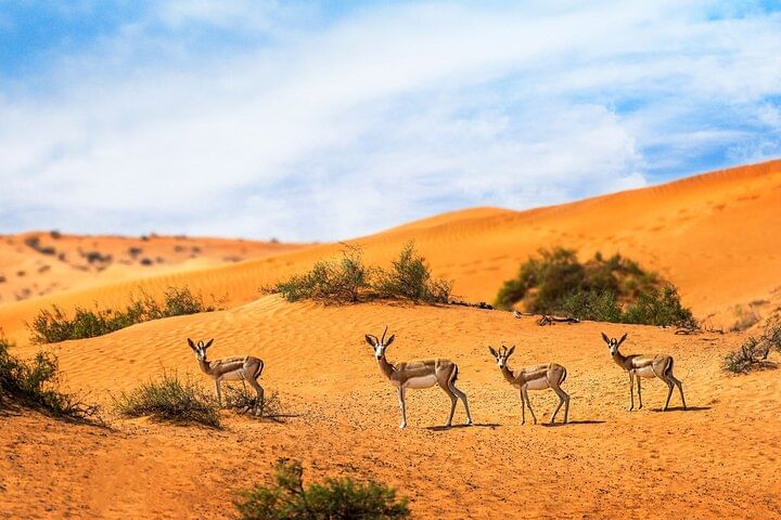 Dubai Private Sunset Desert Drive with Wildlife Experience
