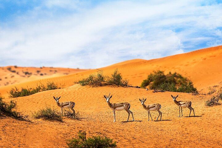 Private 4×4 Desert Safari: Sunset Views & Wildlife Experience in Dubai