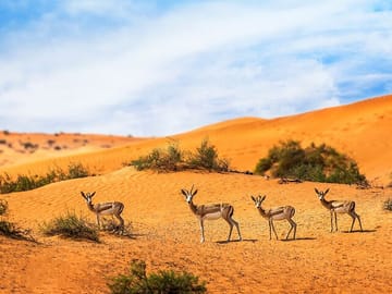 Wildlife sighting