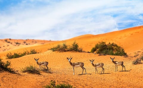 Private Sunset Desert Drive and Wildlife Experience in Dubai