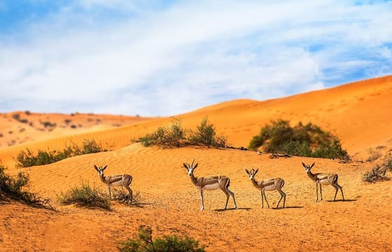 Dubai Private Sunset Desert Drive with Wildlife Experience