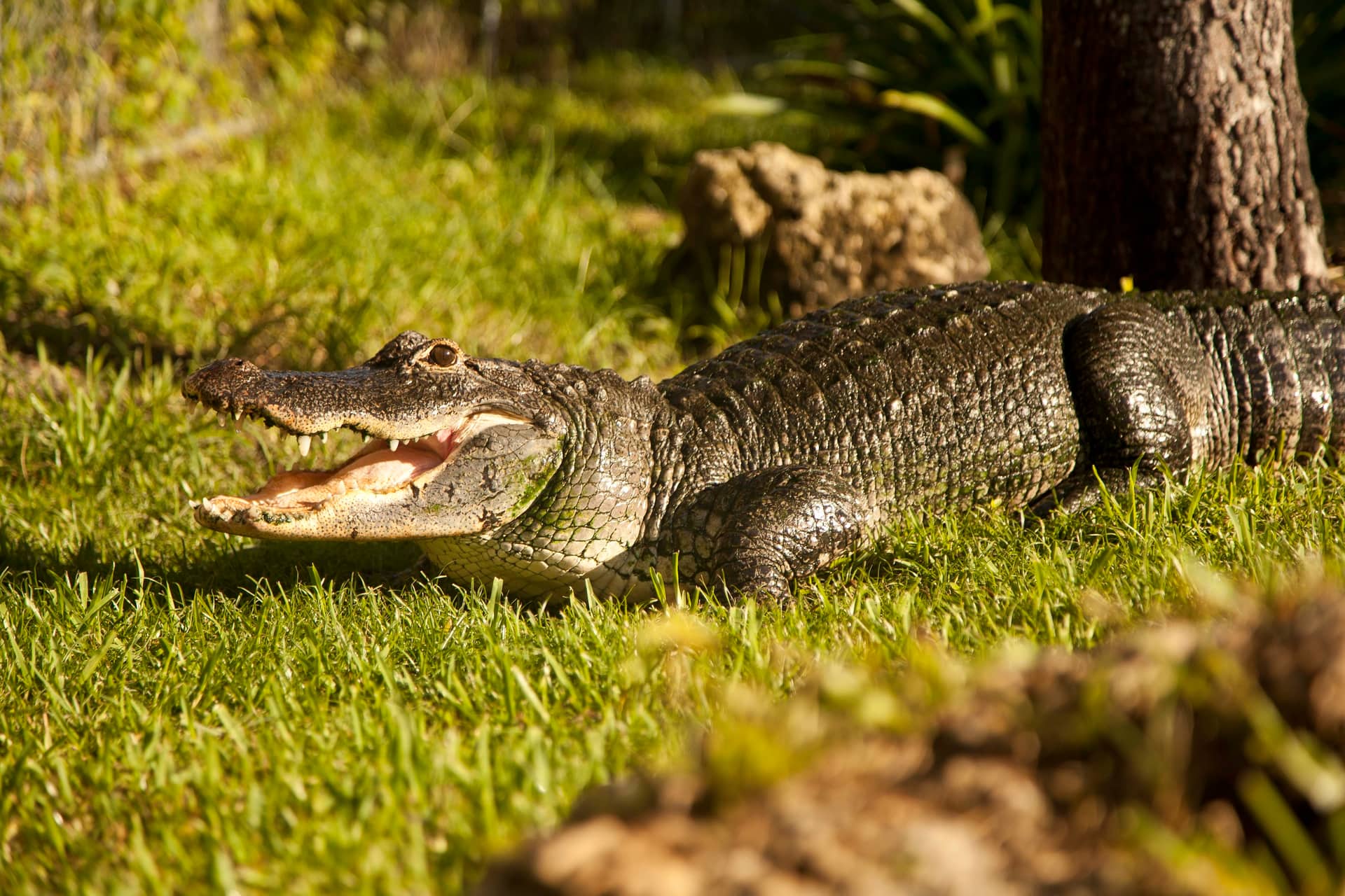 Miami Full-Day Combo: 75 min cruise + Everglades Airboat Tour + Double Decker Bus