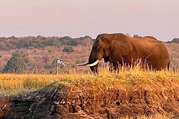 Full Day Chobe National Park Tour from Victoria Falls