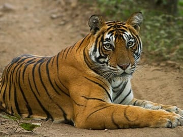 Wildlife Safari Tour in Bandhavgarh, Kanha & Pench Parks