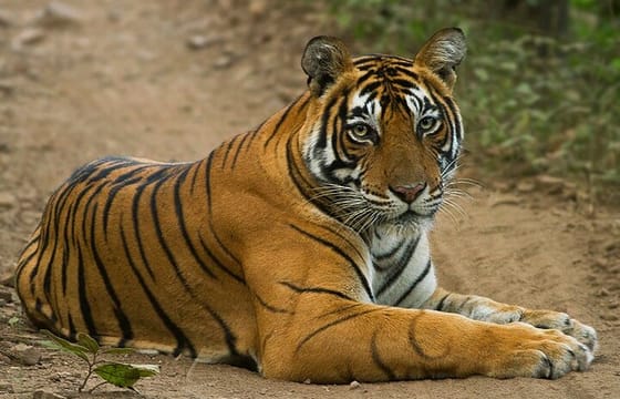 Wildlife Safari in Bandhavgarh, Kanha & Pench National Parks