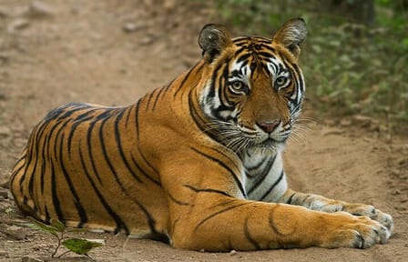 Wildlife Safari Tour in Bandhavgarh, Kanha & Pench Parks