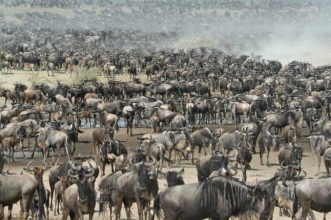 Migration at serengeti National Park