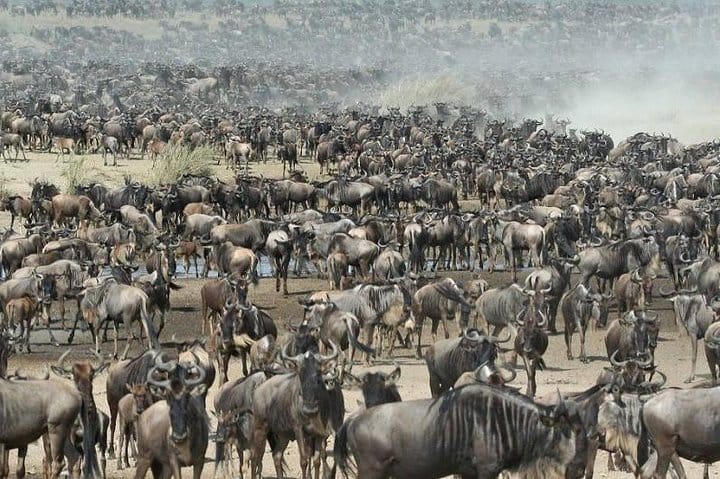 Migration at serengeti National Park