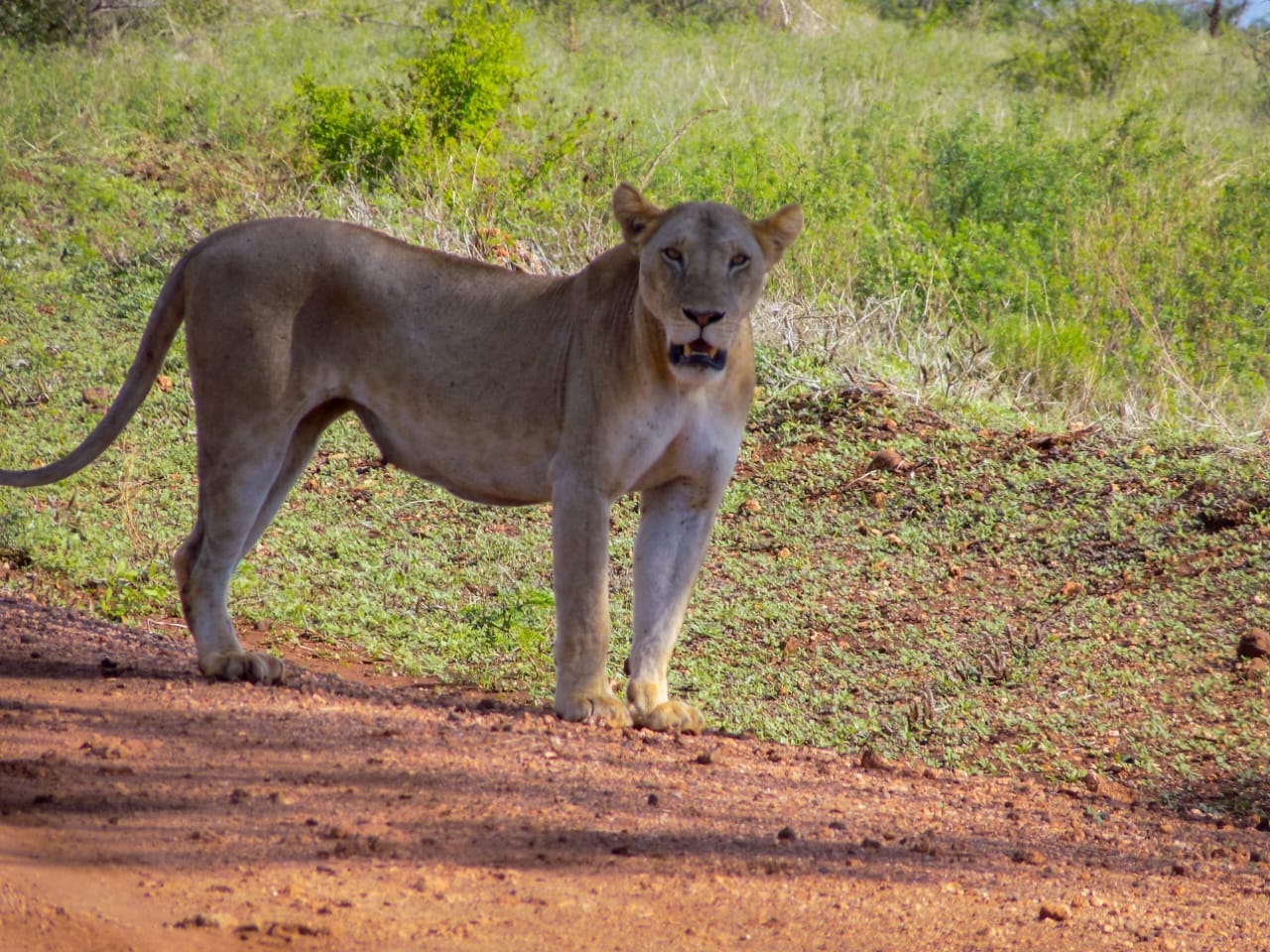 One of the big 5 members in Meru National Park