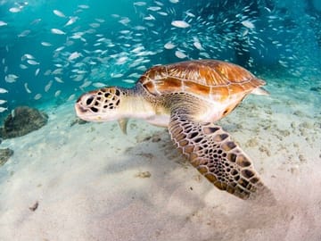 Private Snorkeling Tour of Moalboal's Sardine Run in Cebu