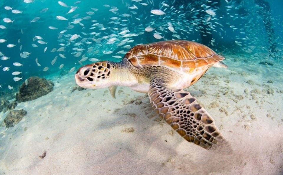 Private Snorkeling Tour of Moalboal's Sardine Run in Cebu