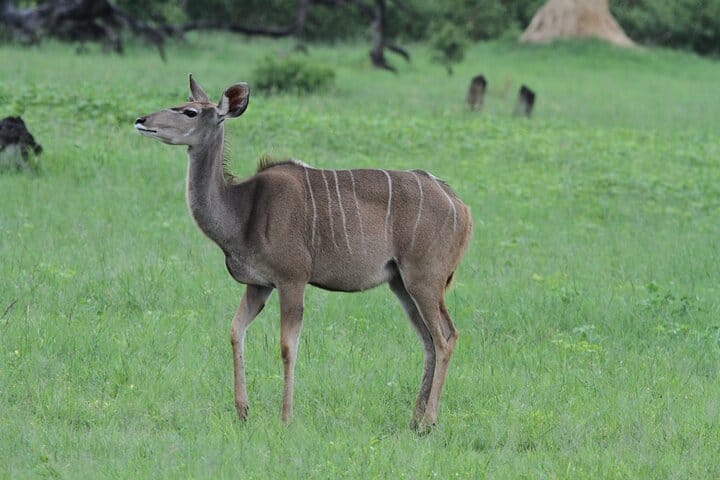 15 minutes scenic helicopter flight above Victoria Falls-Zimbabwe
