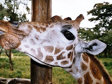 David Sheldrick Orphanage and Giraffe Center Full-Day Tour from Nairobi