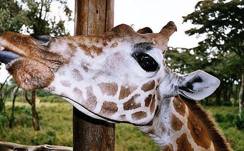 David Sheldrick Orphanage and Giraffe Center Full-Day Tour from Nairobi