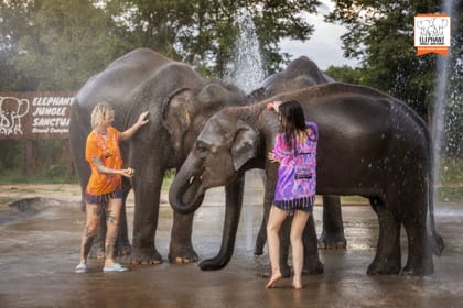 Elephant Feeding and Shower Experience in Chiang Mai