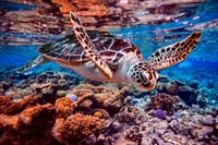 Marsa Mubarak Intro Dive &amp; Snorkeling with Transfer : Marsa Alam