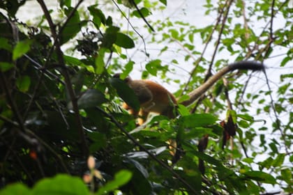 Corcovado Day trip -Sirena station