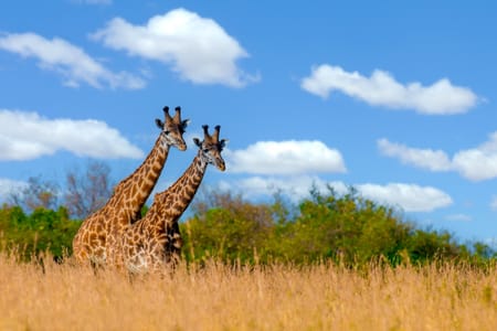 Guided Tour of Nairobi’s Giraffe Center & Artisan Bead Workshop