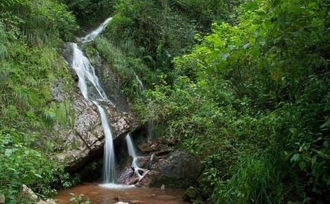 Half-Day Nature Tour in the Yungas from Tucumán