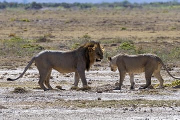 2 Days safari of Masai Mara