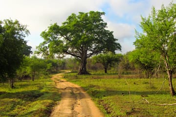 Ceylon Eco & Safari Tour