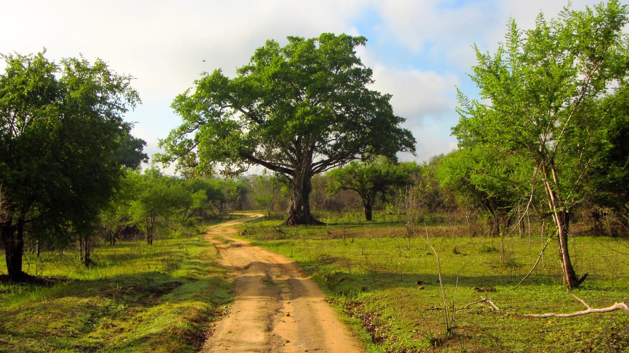 Ceylon Eco & Safari Tour 5