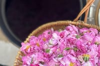 Private Rose Picking in Vrav along the Danube 2