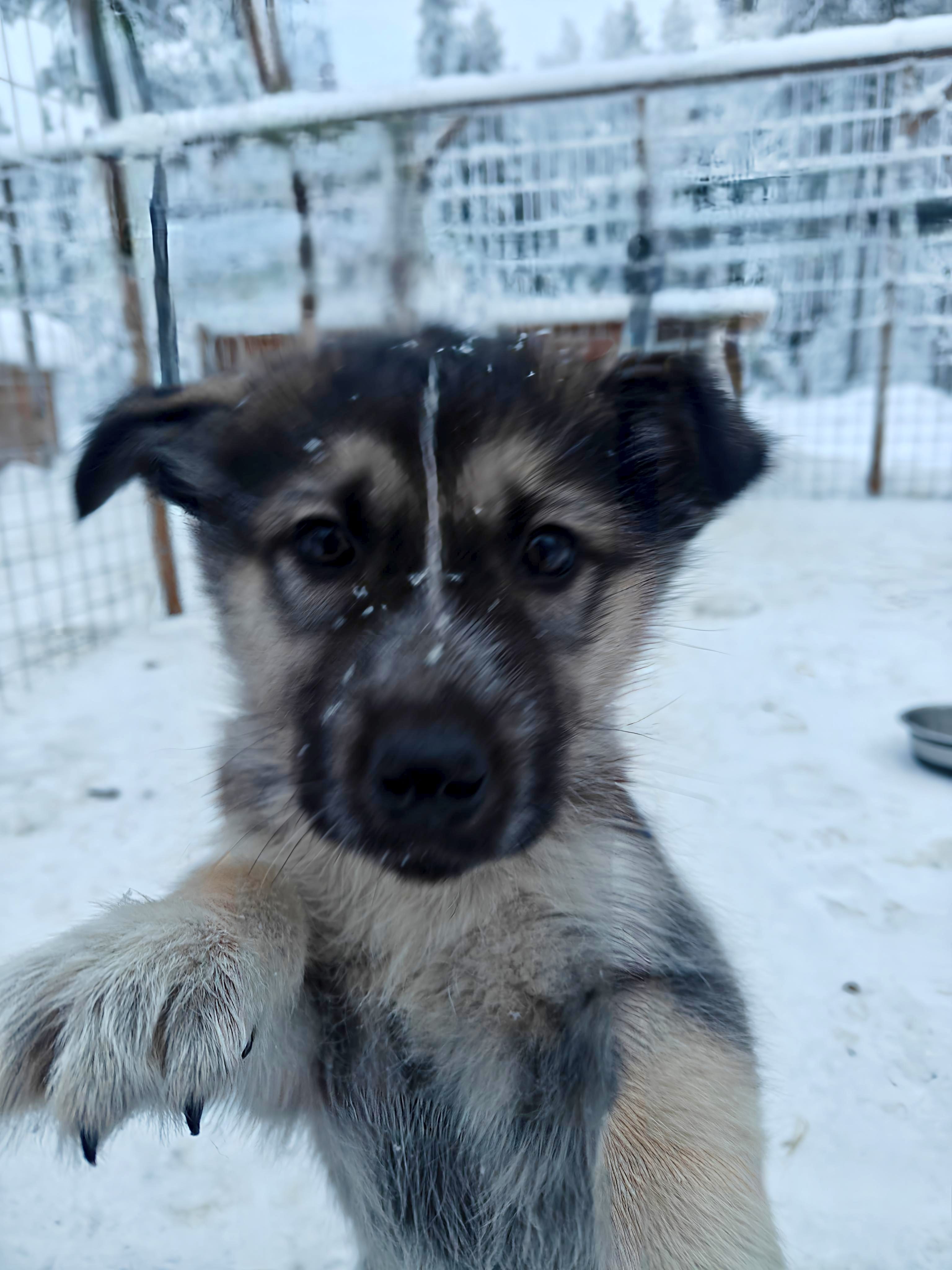 Meet the huskies and enjoy a calm moment together