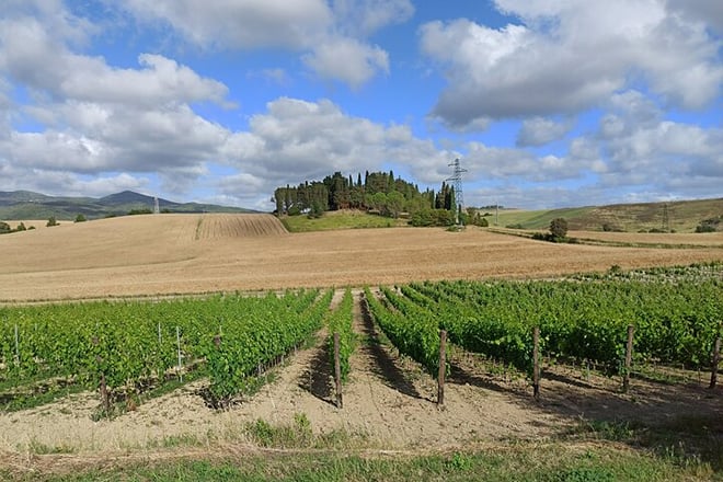 Pisa to Siena Transfer with Wine Tasting in San Gimignano & Lunch - Photo 2