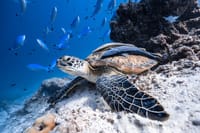 Los Cabos Snorkeling Tour to Chileno Bay and Santa Maria Cove 8