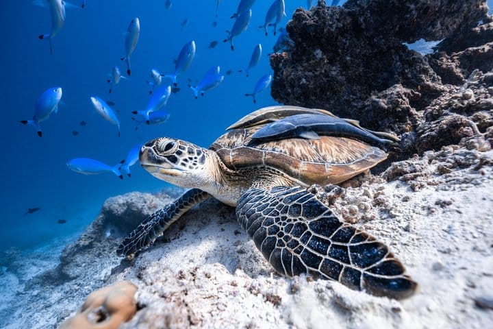 Los Cabos Snorkeling Tour to Chileno Bay and Santa Maria Cove 8