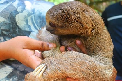 Roatan Wild Life Encounters + City Tour & Transfer