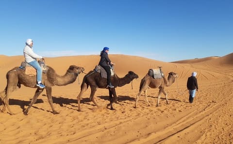 Overnight Camel Ride in Erg Chebbi Desert from Errachidia