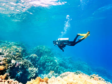 Diving Adventure Tour in Máncora's Marine Life