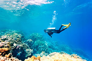 Man-03 : Dive & Discover - Mancora's Subaquatic World