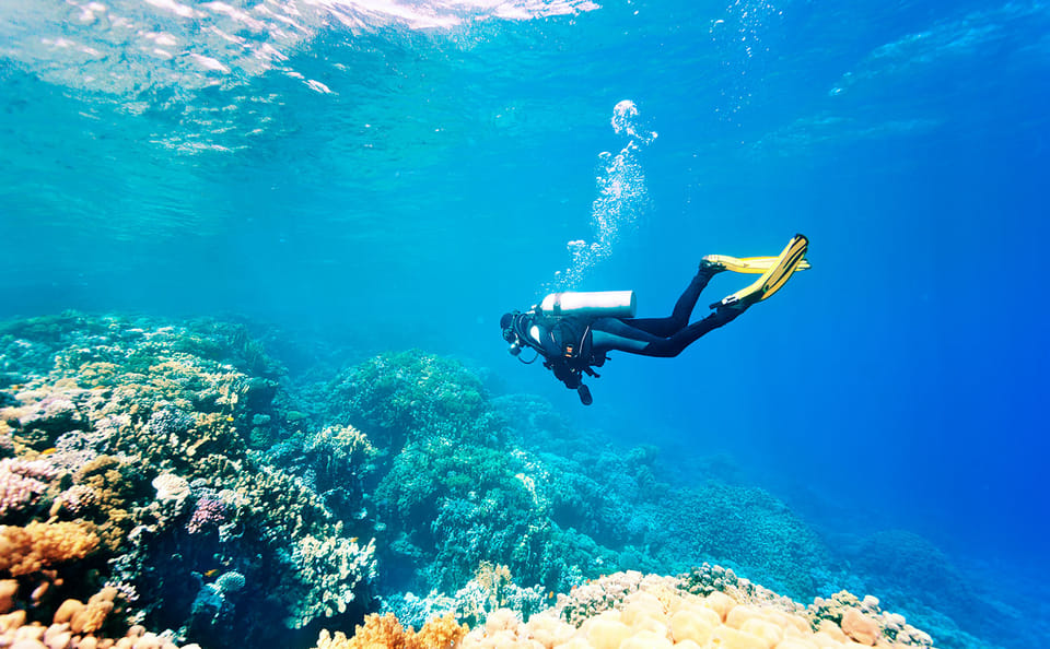 Diving Adventure Tour in Máncora's Marine Life