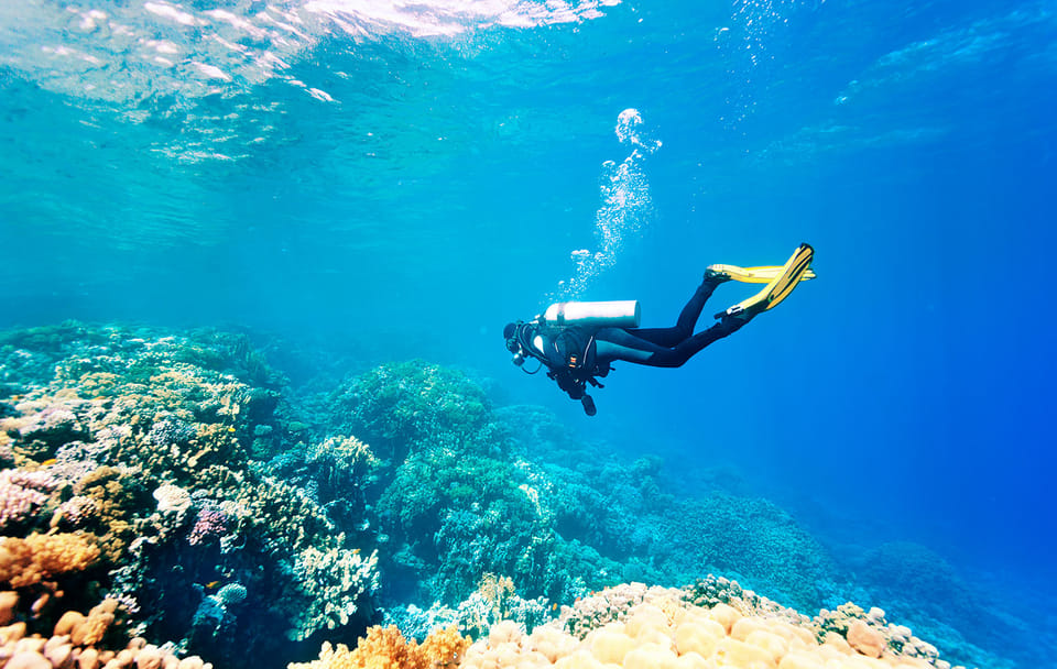 Diving Adventure Tour in Máncora's Marine Life