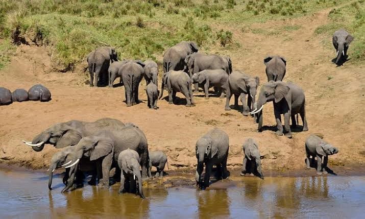 A large herd of wild African elephants gathered at a waterhole on the grassy savanna.