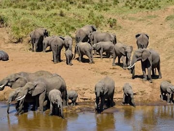 Herd of African elephants drinking water and gathering along the riverbank on safari.