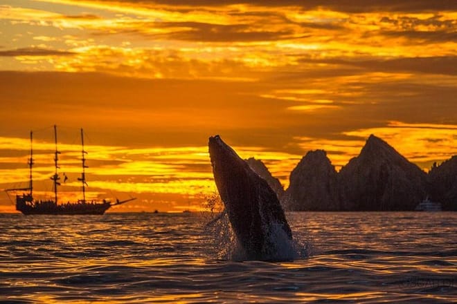 Whale-Watching Sunset Cruise in Los Cabos photo 6