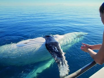 Whale Watching