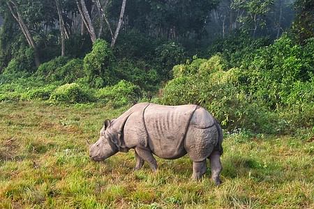 2 Nights Chitwan Jungle Safari tour from Kathmandu or Pokhara