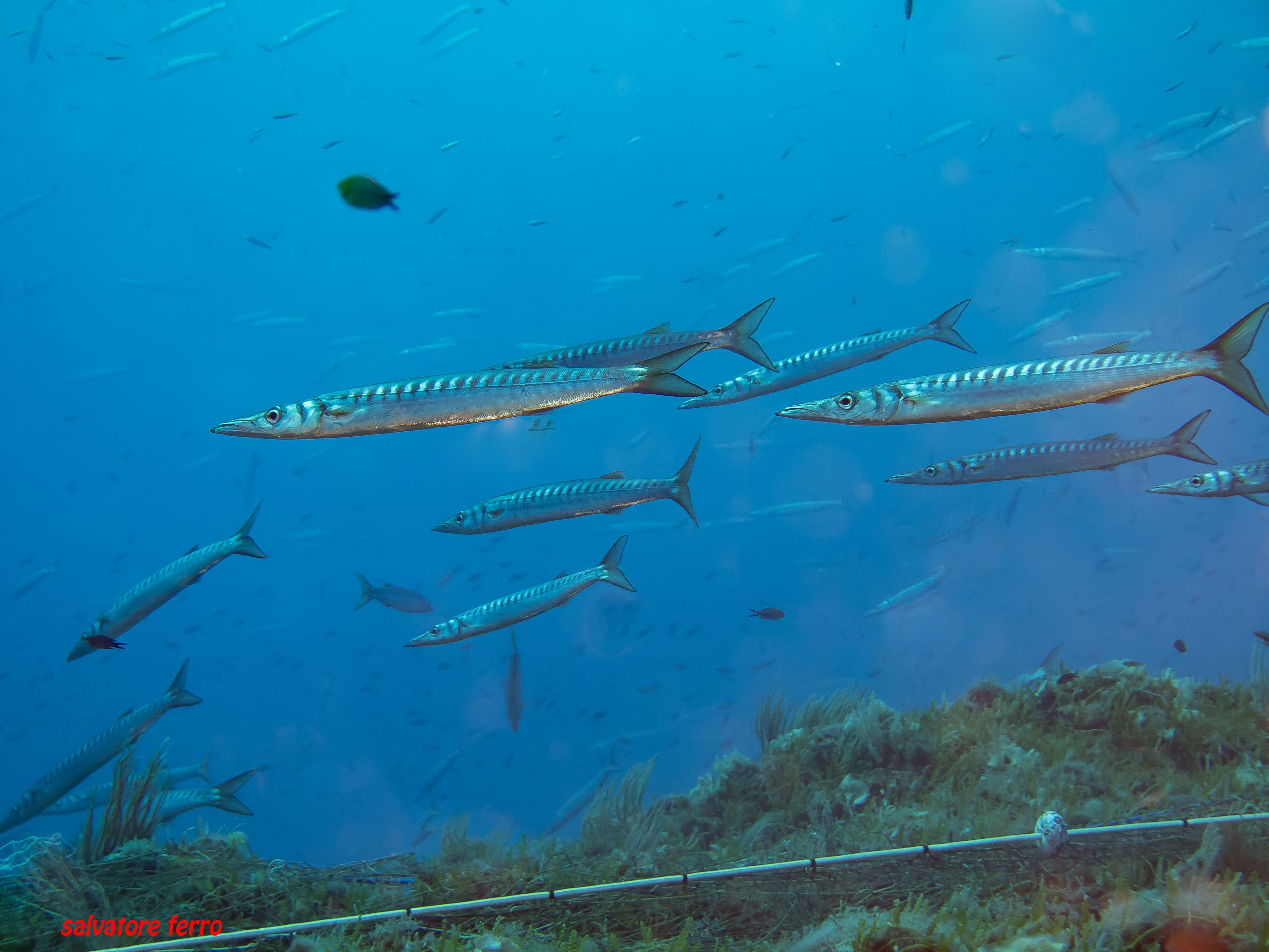Shoal of barracuda.