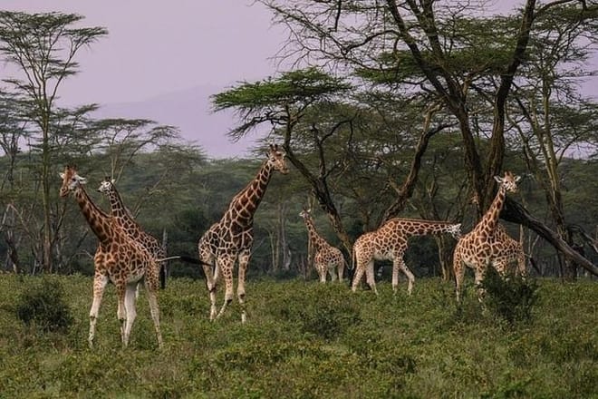 giraffe
