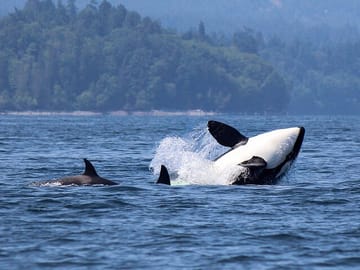 whale watching