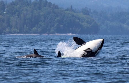 Vancouver Whale Watching Adventure with City tour