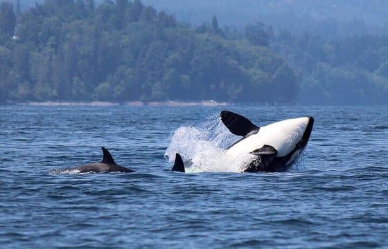 Vancouver Whale Watching Adventure with City tour