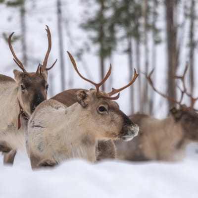 Yksityinen tapaaminen Joulupukin kanssa Rovaniemellä talvella - Image 6